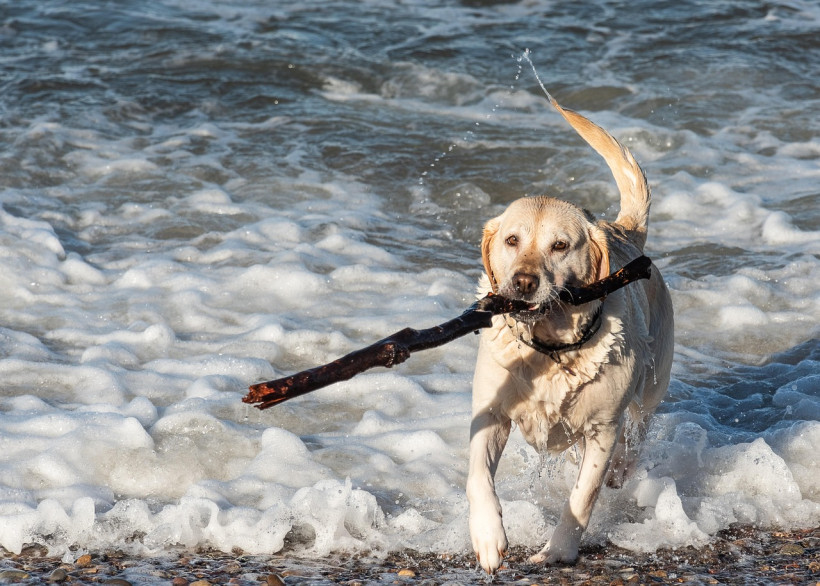 Hund im Meer